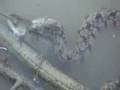 Snake Eats Catfish