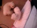 Dogbook Movie: rebel v. jibli Dogbook Movie: rebel v. jibli