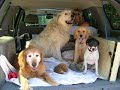 Big Dog -- The Movie