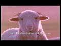 Animals Move - Arabic Clip Animals Move - Arabic Clip