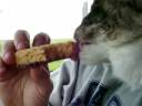Siamese Kitty eating rice crispie treat