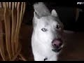 Bruschi, my talking dog that says HE LOVES ME Bruschi, my talking dog that says HE LOVES ME