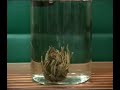 Beautiful Jasmine flower Tea Beautiful Jasmine flower Tea