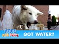 Ultimate dog tease: Dog eating water - please share.