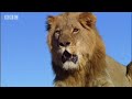 Suki-the-female-lion