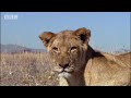 Suki the female lion leaves home - Pride - BBC animals