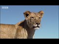 Suki-the-female-lion