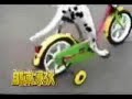 Dog rides bike