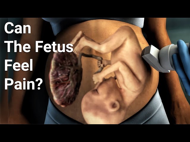 Can the Fetus feel pain?
