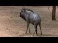 Animale bete