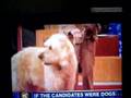 Bocker the Labradoodle on the Mike and Juliet Morning Show