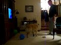 Molly and her Birthday Balloons