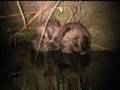 Mutual Grooming: The Martinez Beavers