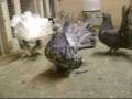 videos de Fancy Pigeons My Indian Fantails & Lahores