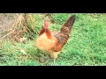 Green Acres Music Mongage