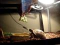 videos de Wanda Smith TORTURES Nina's Turtle, Gracie Girl