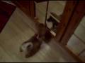 videos de Sookie vorm Spiegel / Sookie looks into the mirror