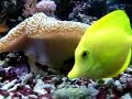 O meu aquario reef 
