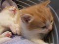 kitties, wake up~