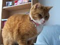 kitties wake up~