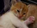 kitties, wake up~