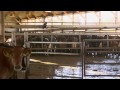 Intensive Dairy Farming - Is this the way to do it? (BBC Countryfile)