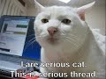 Cats Of Humer Unite Episode One