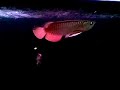 Arowana 210208 (1) Arowana 210208 (1)
