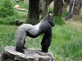 Gorilla