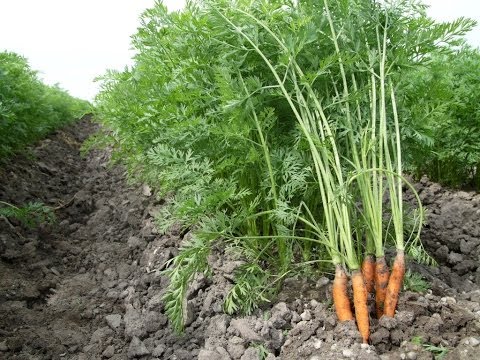 Bio-Bauern über gesunde Böden und Babyfood-Standard