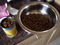 my dobermann  does she understand english? quite amazing!