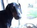 my dobermann  does she understand english? quite amazing!