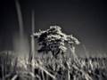 Michael Hedges - Dirge