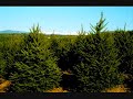 Opie & Anthony: Trees Opie & Anthony: Trees
