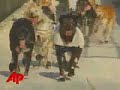 96 Mushers Race 1,100 Mile Iditarod Trail