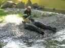 feeding of the seals/krmeni tuleni feeding of the seals/krmeni tuleni
