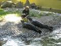 feeding of the seals/krmeni tuleni