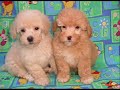 Dogz and Pupies