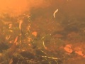 Underwater Larval Assessement