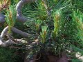 Throbbing Mass of Caterpillars