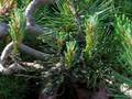 Throbbing Mass of Caterpillars