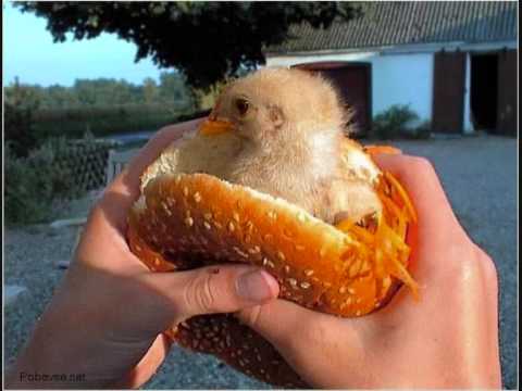 Vtipné video - zvířata