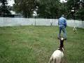 Jim and Josie training at home