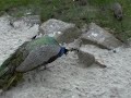 The Meercat vs The Peacock!! Funny!!