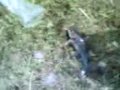 metalLAN FiSHiNG
