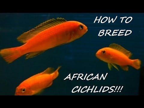 cichlid - http://www.kgtropicals.com facebook.com/kgtropicals @kgtropicals The time has come to do a series of videos all about breeding African Cichlids. I get many q...