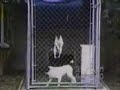 Cachorros Loucos (Crazy Dogs)