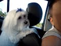 10 Reasons why you should get a puppy (maltese) 10 Reasons why you should get a puppy (maltese)