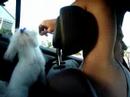 10 Reasons why you should get a puppy (maltese)