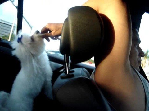 how to care maltese puppy